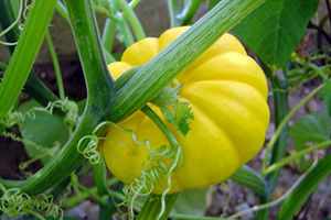 Üreticisine Bal Değil Kabak Tadı Verdi