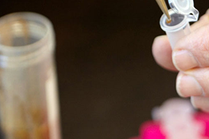 Bitki Büyümesini Teşvik Eden Bakteri Bulundu