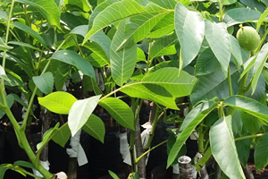 Ceviz Fidanı Desteğinde Son Gün 16 Kasım