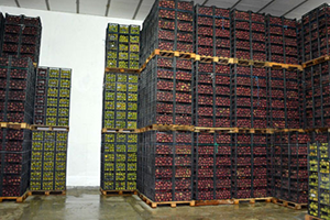 Depoda Kalan Elmalar Alıcı Bekliyor