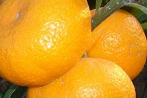 İç Pazar Bodrum Mandalinasına Doyacak