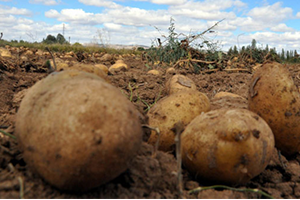 Patatesin Fiyatları Yüzde 70 Arttı