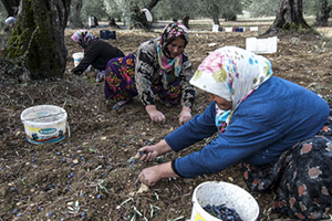 TARİŞ Zeytinyağında Avans Fiyatını Açıkladı