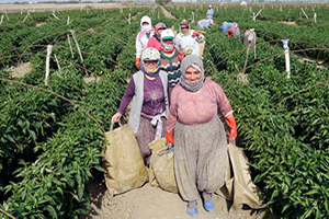 Lassa 3 Bine Yakın Çiftçiye Ulaştı