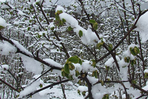 Meteorolojiden 4 İl İçin Zirai Don Uyarısı