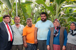 Domates ve Çileğin Yerini Muz Seraları Aldı