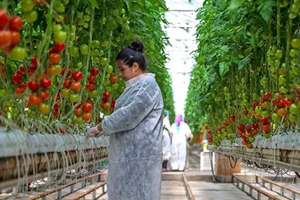 Seracılarda Rusya Umudu