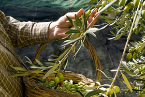 Yeni Sezon Zeytin Sütü Raflarda