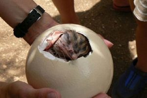 Üretimine Tam Destek Kırmızı Ete Rakip Deniliyordu