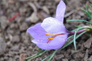 Mucize Bitki ye Proje Desteği