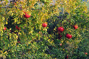 Adana da Yılda 47 Bin Ton Nar Üretiliyor