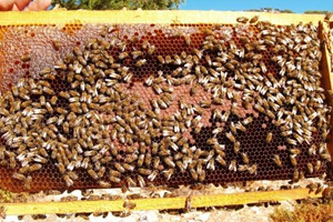 Çam Balı Kongresine Rekor Katılım Bekleniyor