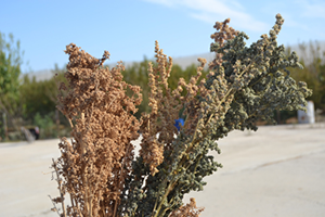 Kinoanın Kilosu 50 Lira