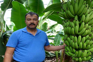 Muz Kanserine Çare Bulundu mu