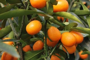 Rusya Türk Narenciye Ürünlerinin Sevkiyatı Yakında Başlayacak