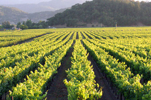 Türkiye de Bin 400 e Yakın Üzüm Çeşidi Bulunuyor