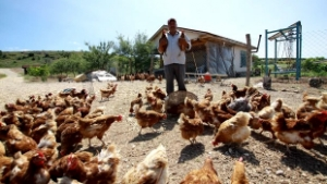 Tavuğu Sal Desteği Al