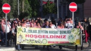 Milas Zeytin Hasat Şenliği Başladı