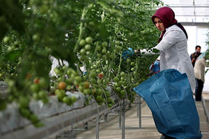 Bombusların Döllediği Domatesler 25 Günde Çıkıyor