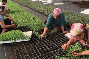 Kışlık Sebzeler Narin Ellere Emanet