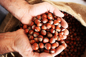 Fındık Fiyatları Meclisin Gündeminde