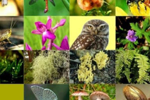 Nuh un Gemisi ne 10 Bin 258 Tür Kaydedildi