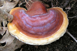 Mantardan Ekmek Yaptı