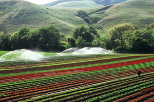 136 Ova Tarımsal Sit Alanı Oldu