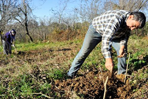 Fındık Üreticisi Çeşit Değişikliğine Gidiyor