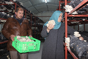 Ayda Bir Ton Üretiliyor