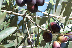 Sinek Verimi Yüzde 50 Düşürdü