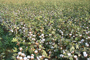 Tariş ten Pamuk Açıklaması