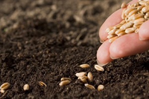 Tohum Kanununun Arka Planında Neler Var