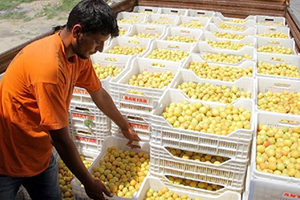 Tarımda 40 Milyar Dolarlık İhracat Hayal değil