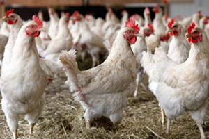 Tavukçuluk Sektöründe Sıkıntı