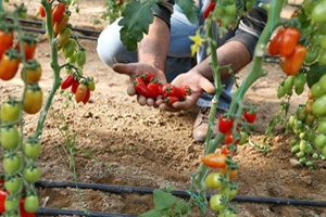 Yeni Ürün Urma Domatesi