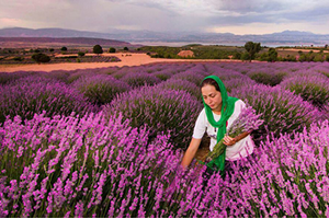 10 Dekar Araziye 20 Bin Lavanta