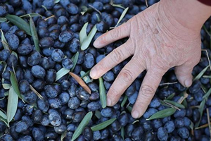32 Bin Zeytin Üreticisi Faydalanacak
