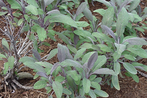 Ada Çayı Hasadı Başladı