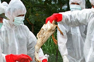 H5N8 Virüsü Almanya da Hızla Yayılıyor