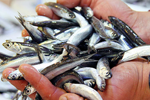 Hamsi severlere müjde