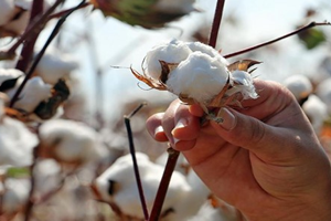 Milli Tarım Moral Verdi Hedef 1 Milyon Tona Yükseldi