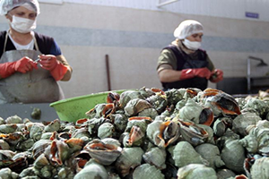 Salyangoz İhracatı Yüzde 36 Arttı