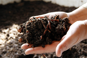 Solucan Gübresi Üretimi Profesyonelleştiriliyor