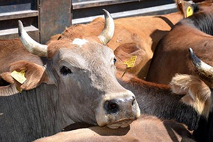 Bakan Çelik 400 500 Bin Hayvan İthalatımız Var