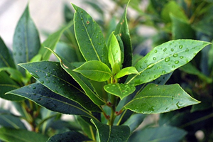 Defne İstihdam Kaynağı Oldu