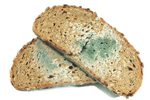 Doç Dr Özyaral Küflü Gıda Zehirdir