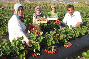 Antalya da Kış Dönemi Çilek Hasadı Başladı