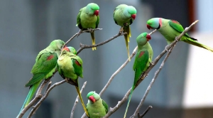 Gördüğünüz Papağanları İhbar Edin