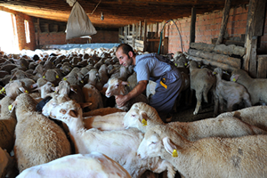 5 Bin Adet Damızlık Koyun Keçi Dağıtılacak